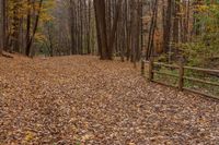 a wooden fence sits next to a leaf strewn area in the woods with a wooden fence, a fence and tall trees