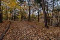 a leaf covered area in the woods with trees and leaves all over the ground near trees