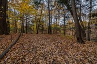 a leaf covered area in the woods with trees and leaves all over the ground near trees