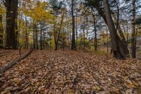 a leaf covered area in the woods with trees and leaves all over the ground near trees