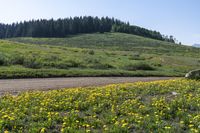 the yellow flowers are in the middle of the meadow near the mountain range of trees