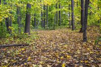 Yellow Forest Autumn Landscape
