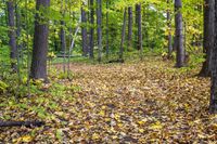 Yellow Forest Autumn Landscape