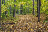 Yellow Forest Autumn Landscape 005