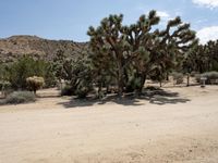 a person is standing in front of a group of trees and bushes in a desert area