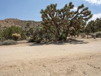 a person is standing in front of a group of trees and bushes in a desert area
