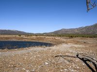 the large body of water is shown near a small tree in a barren area, some brush and a few small rocks