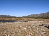 the large body of water is shown near a small tree in a barren area, some brush and a few small rocks