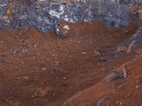 an animal standing in the shade of a mountain with red soil and rocks behind it