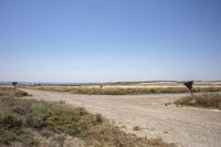 three signs are seen on the dirt and on the road side are some grass, and they are all by the land