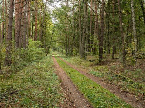 Autumn Forest Road in Berlin, Germany - HDRi Maps and Backplates