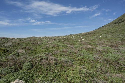 California Coastal Landscape with Open Grass Surface and Highland ...