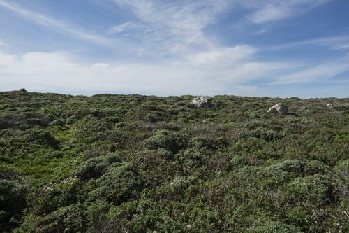 California Coastal Landscape with Open Grass Surface and Highland ...