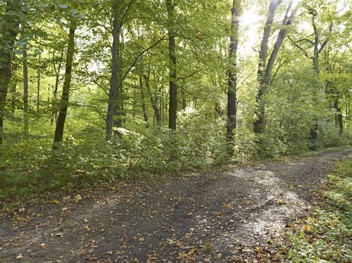 Rugged Dirt Road Through the Forest in Germany - HDRi Maps and Backplates