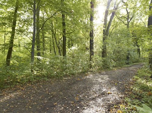 Rugged Dirt Road Through the Forest in Germany - HDRi Maps and Backplates