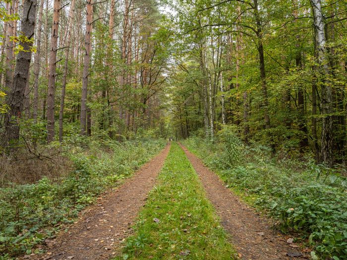 A Straight Road Through the Lush Berlin Landscape - HDRi Maps and ...