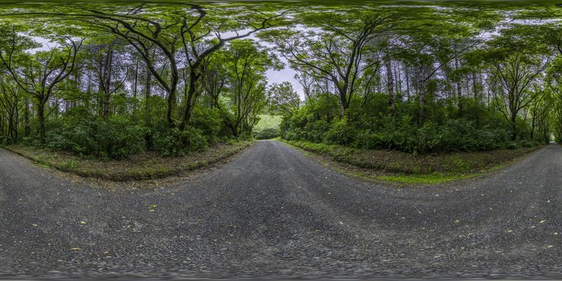 Scenic Road through Lush Forest HDRi Maps and Backplates