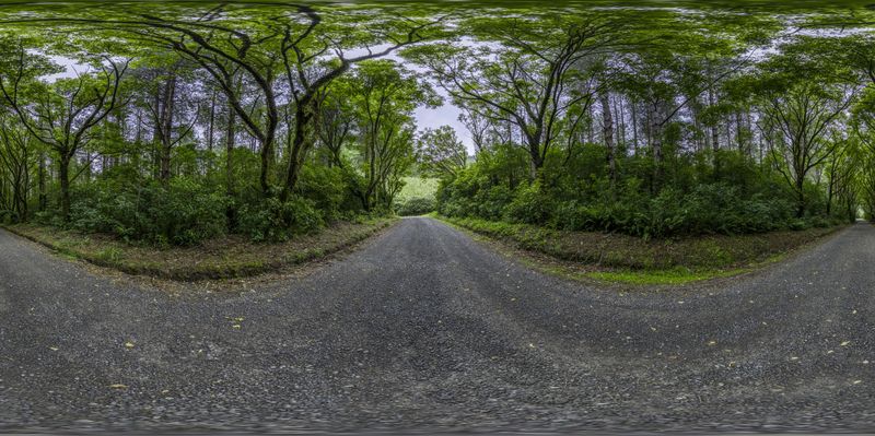 Straight Down the Road in a Lush Forest HDRi Maps and Backplates