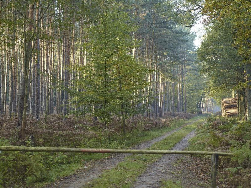 Lush Green Forest in Brandenburg, Germany - HDRi Maps and Backplates