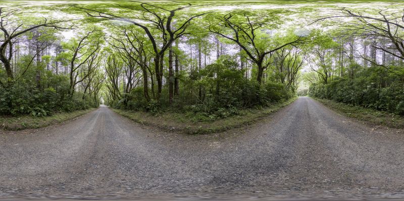 Lush Forest Road in a Terrestrial Plant Community HDRi Maps and Backplates