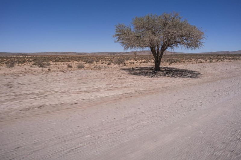 African Desert Road Tree Landscape HDRi Maps and Backplates