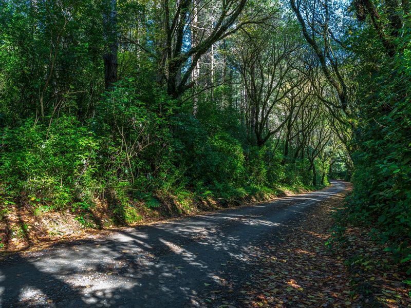 Asphalt Road Through Forest: Day Shadow Scene HDRi Maps and Backplates