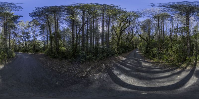 Asphalt Road Through Forest with Shadows on a Sunny Day HDRi Maps and ...