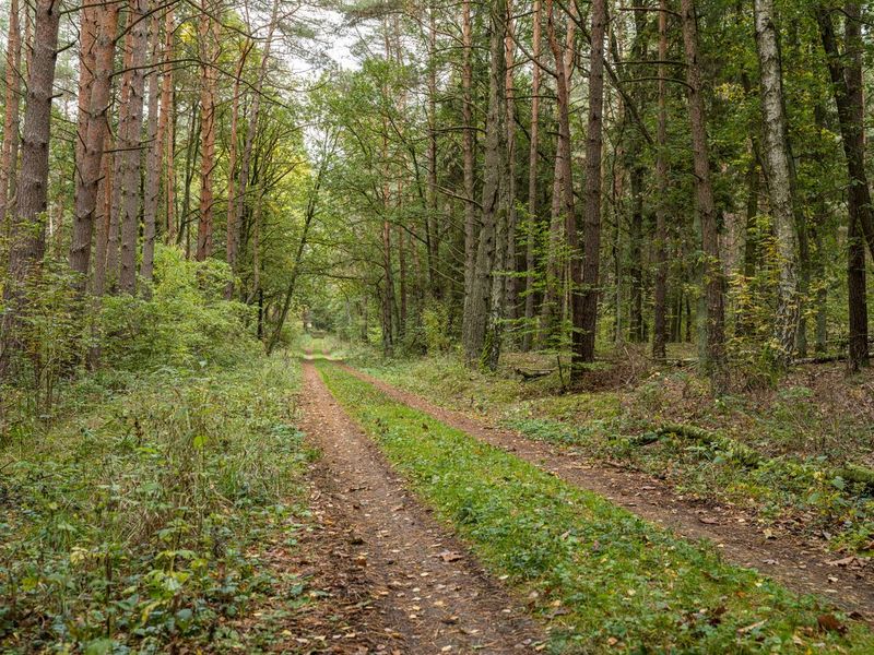 Autumn Forest Road in Berlin, Germany - HDRi Maps and Backplates