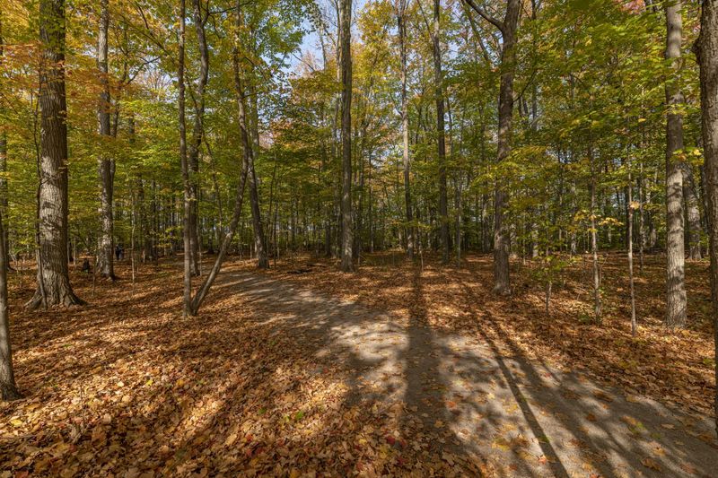 Autumn Forest in Toronto, Canada HDRi Maps and Backplates
