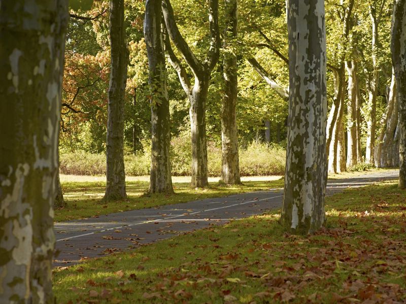Autumn in Berlin Park: Lush Northern Hardwood Forest HDRi Maps and ...