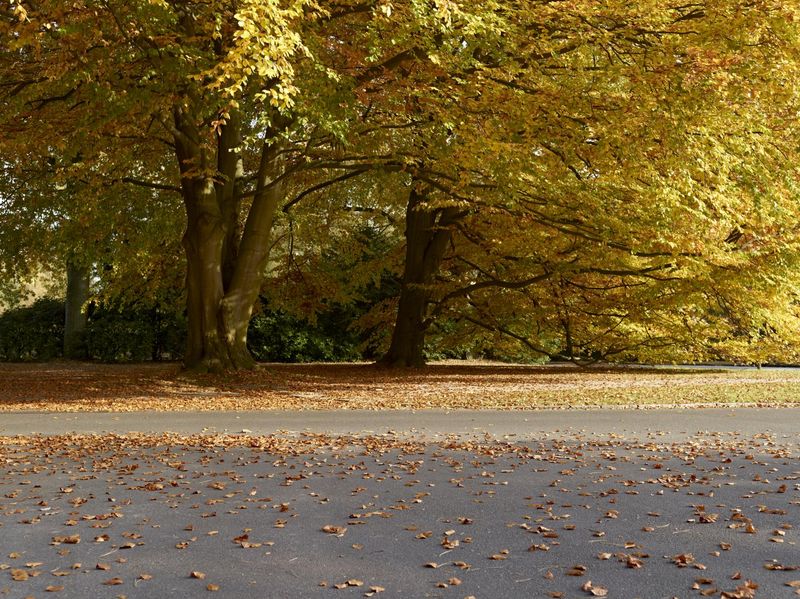 Autumn Landscape in Germany (Deutschland) HDRi Maps and Backplates