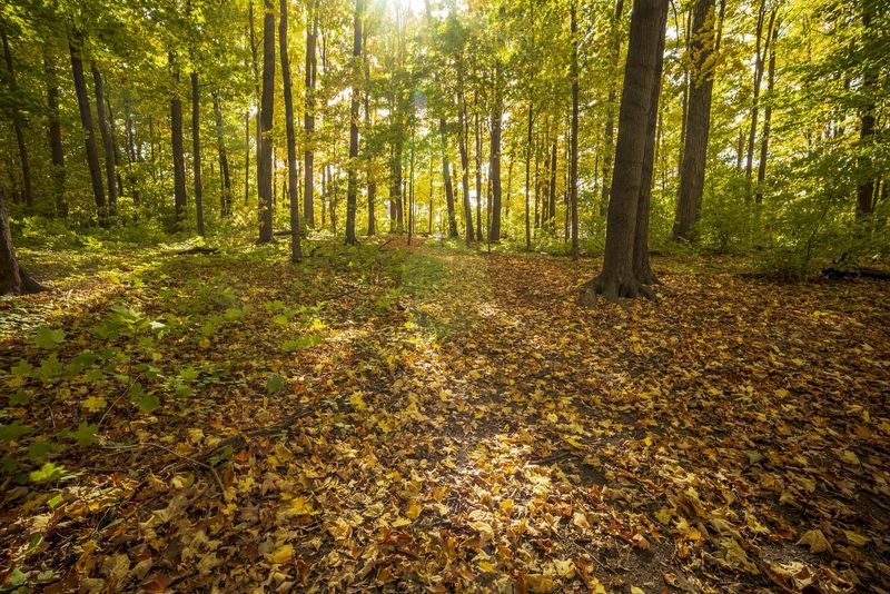 Autumn Path in a Lush Deciduous Forest HDRi Maps and Backplates