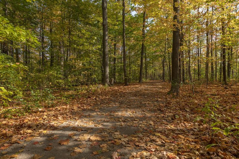 Autumn Path in Toronto's Lush Forest HDRi Maps and Backplates