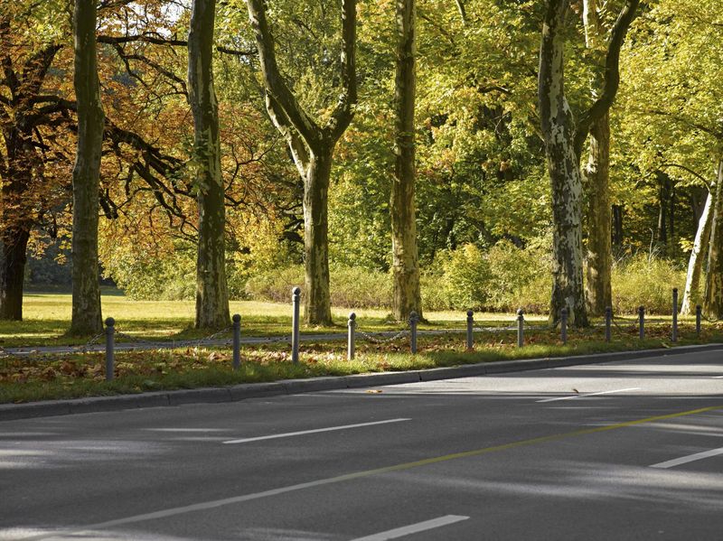 Autumn Road in Berlin with Yellow Leaves - HDRi Maps and Backplates