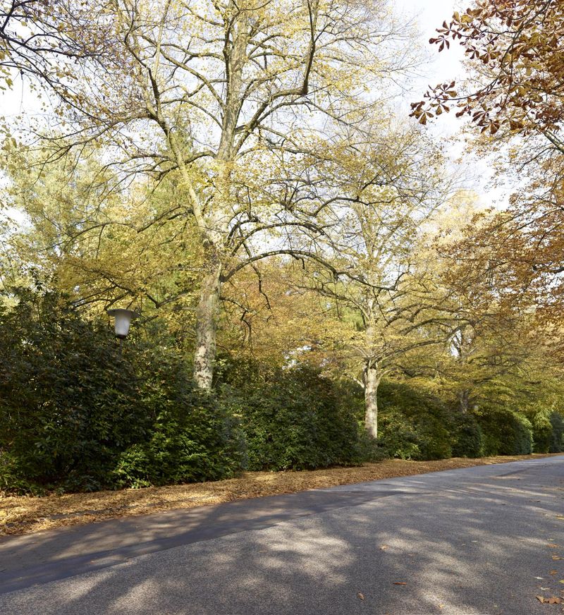 Autumn Road in Germany - HDRi Maps and Backplates