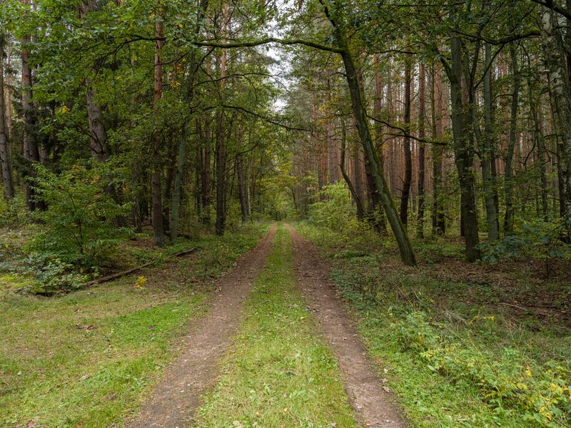Autumn Road in Berlin, Germany HDRi Maps and Backplates