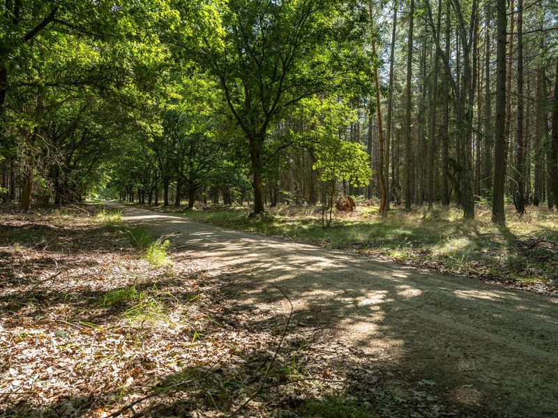 Berlin Forest Dirt Road in Rugged Landscape HDRi Maps and Backplates