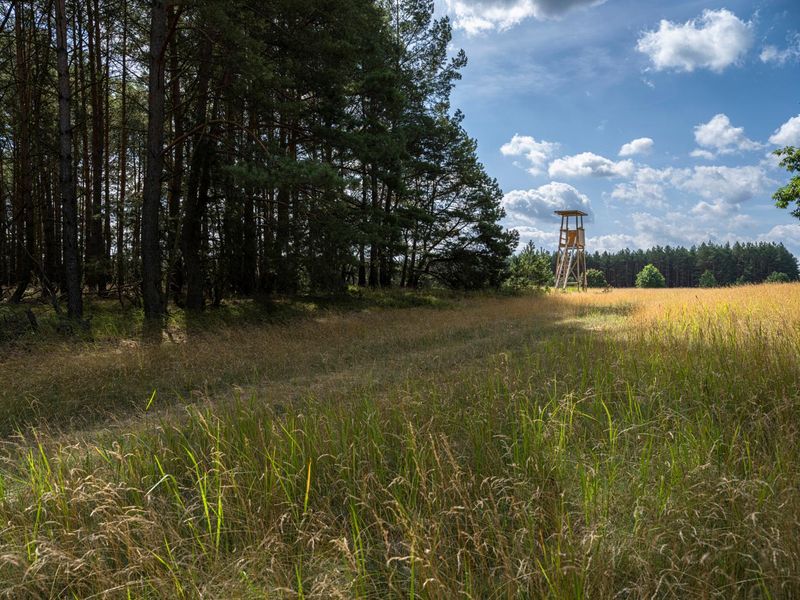 Berlin Forest Dirt Track Road HDRi Maps and Backplates