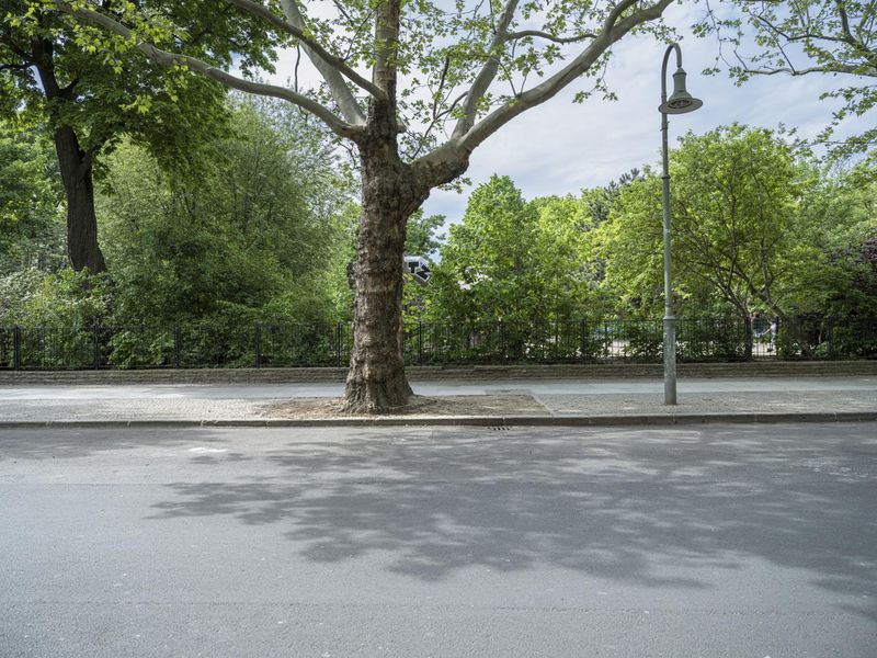 Berlin, Germany: Tree-lined Road HDRi Maps and Backplates