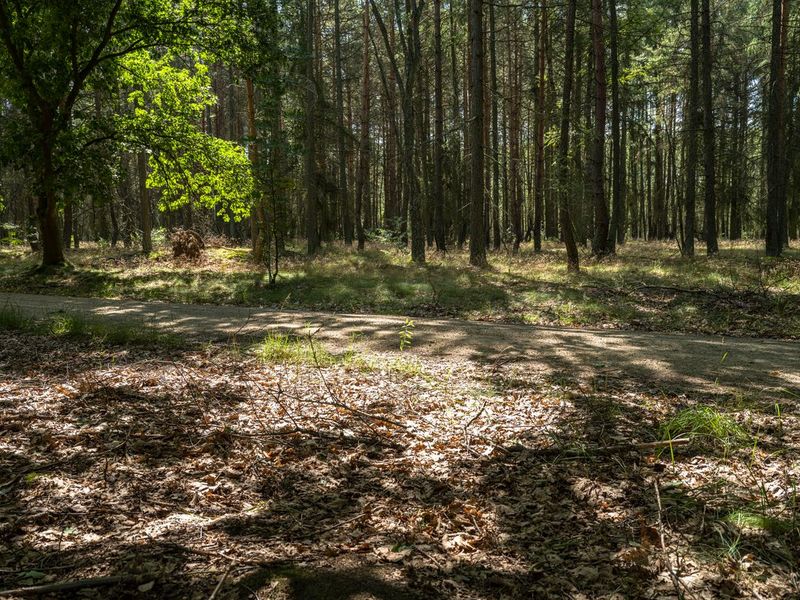 Berlin Off-Road Adventure in Forest Landscape HDRi Maps and Backplates