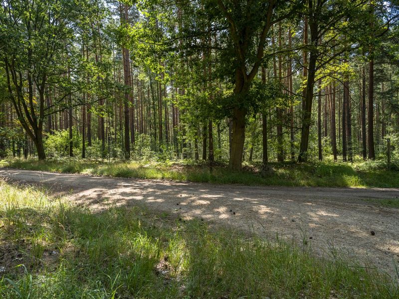 Berlin's Rugged Forest: Gravel Track Adventure HDRi Maps and Backplates