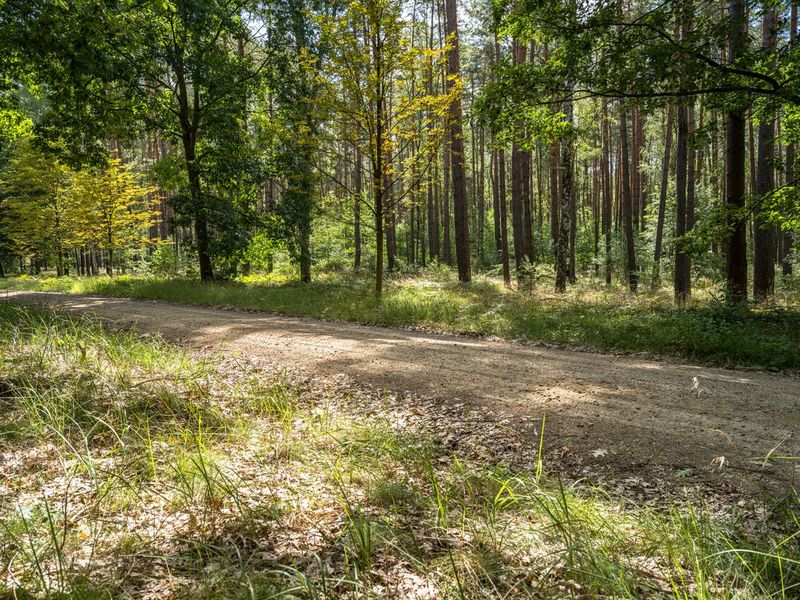Rugged Off-Road Track in Berlin HDRi Maps and Backplates