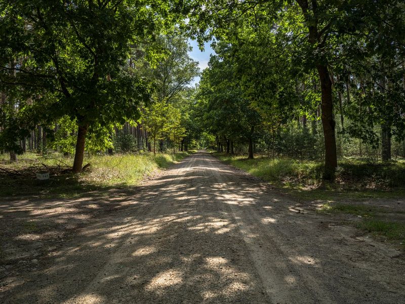 Brandenburg Berlin Off-Road Track HDRi Maps and Backplates