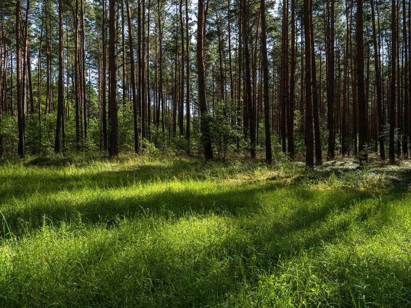 Brandenburg Forest Green Grass Road HDRi Maps and Backplates