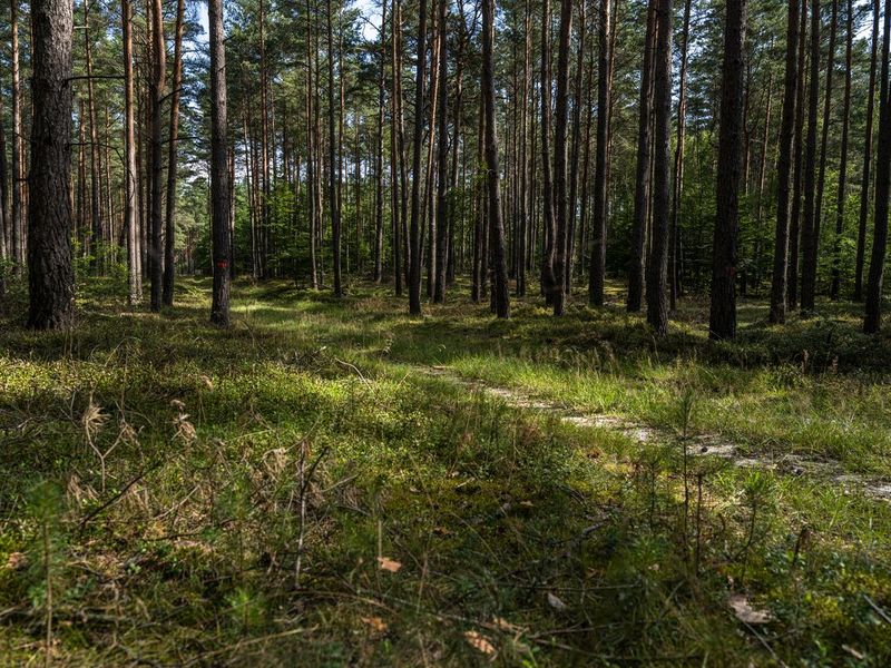 Brandenburg Forest: A Green and Lush Landscape HDRi Maps and Backplates