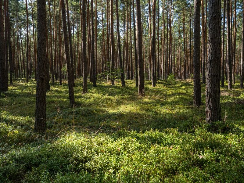 Brandenburg Landscape: A Green Forest Road HDRi Maps and Backplates
