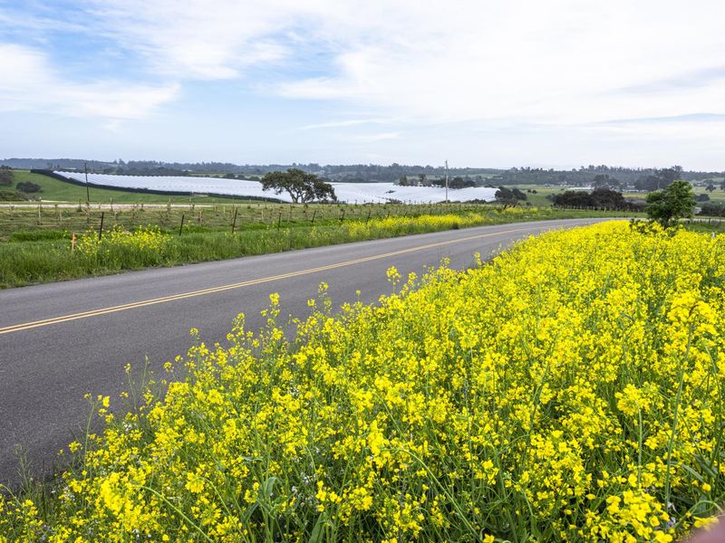 Rural Landscape in California: Gloomy Sky and Lush Vegetation HDRi Maps ...
