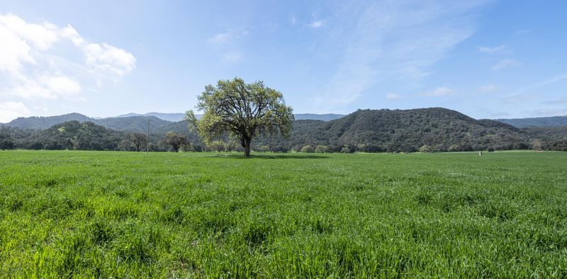California Rural Landscape: Grass Field with Lone Tree HDRi Maps and ...