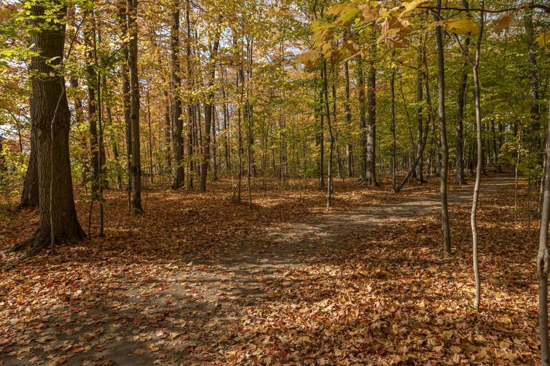 Canadian Forest in Daylight: A Road Through Nature HDRi Maps and Backplates