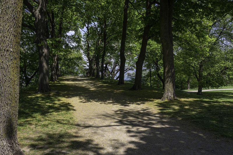 Canadian Forest Landscape: Vibrant Vegetation HDRi Maps and Backplates